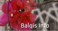 Herzlich Willkomen bei Balqis Info